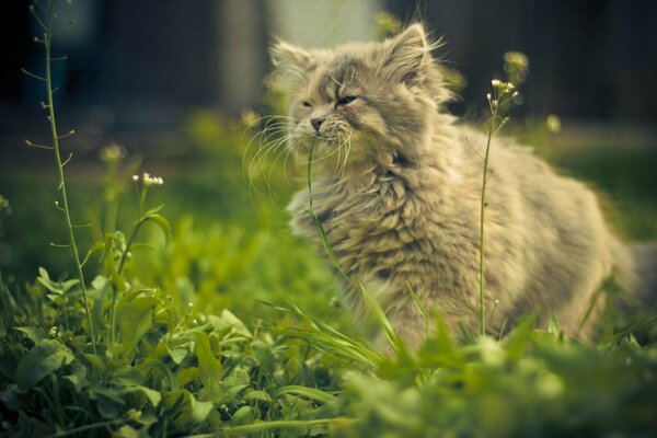 Die Gelassenheit der Katze am frühen Morgen