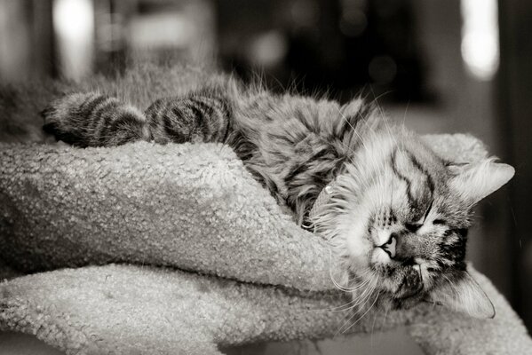 Graue flauschige Katze schläft auf der Bettdecke