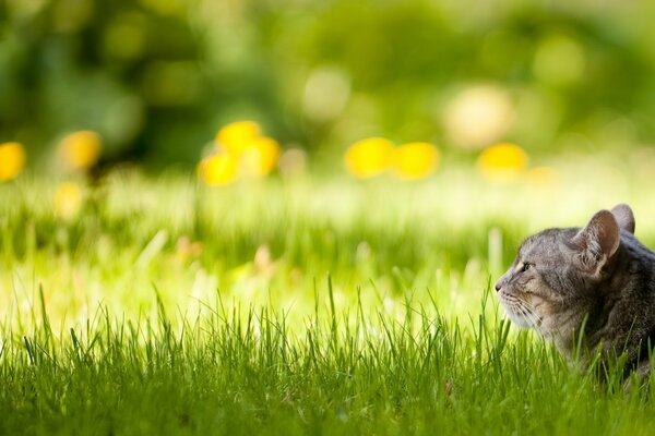 A cat on a green lawn in sunny weather