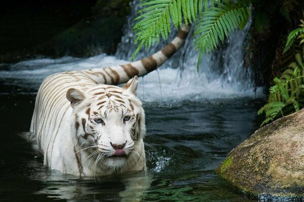 A contented white tiger is bathing