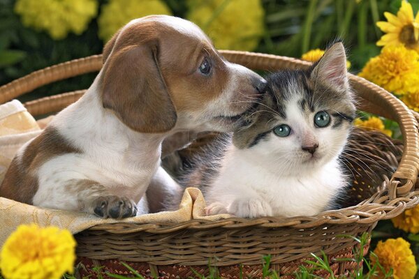 Panier, chaton, chiot, fleurs jaunes