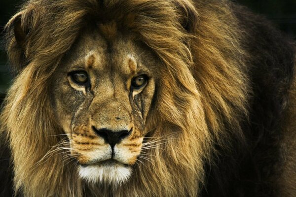 The muzzle of a lion with a gorgeous mane