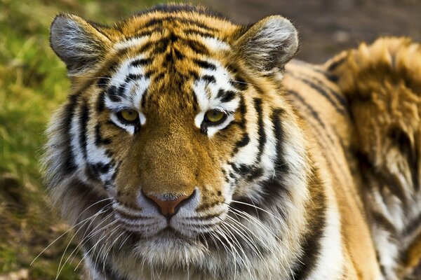 Le représentant de la famille des félins est le tigre prédateur