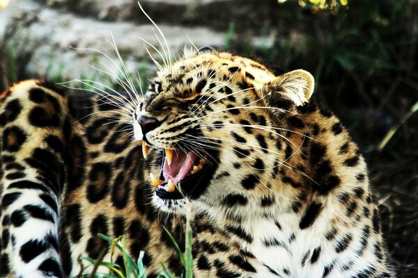 Un leopardo ringhiante giace sull erba verde