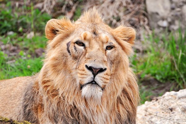 Lion couché se prélasser au soleil