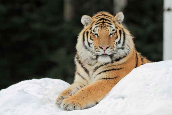 A tiger is resting in a snow-covered forest