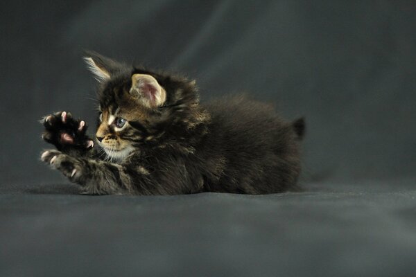 Chaton Maine Coon joue