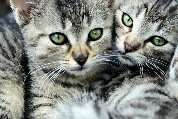 Süße gestreifte Katzen mit langem Schnurrbart