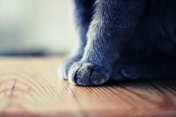 Small paws of a fluffy cat