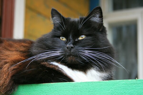 Gatto adulto con lunghi baffi. Gatto soddisfatto