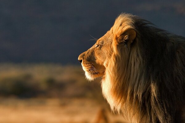 La grandezza di un grande gatto selvatico in natura