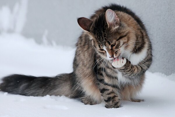 Gato en la nieve, lame las patas