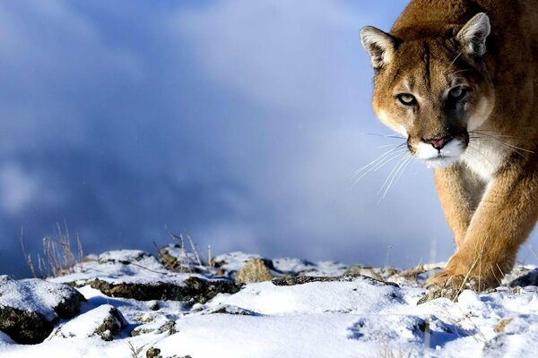 A predatory cougar sneaks through the snow