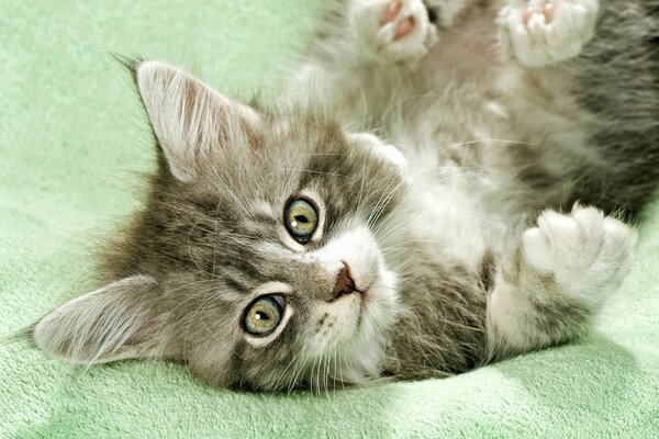 Fluffy kitten on a green blanket