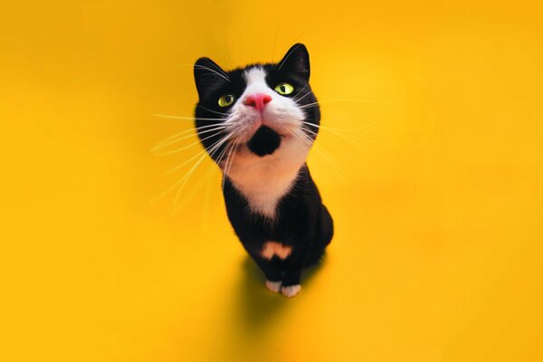 CURIOUS CAT IN YELLOW BACKGROUND