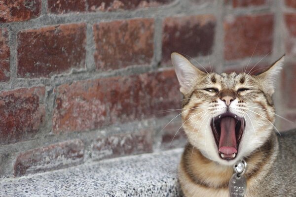 Gatto sbadigliante e muro di mattoni