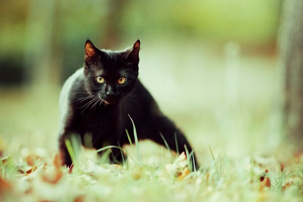 Eine schwarze Katze mit gelben Augen steht auf Grün