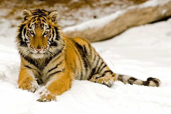 Tiger liegt im Winterschnee