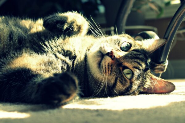 In the sun, the cat rests with his belly up