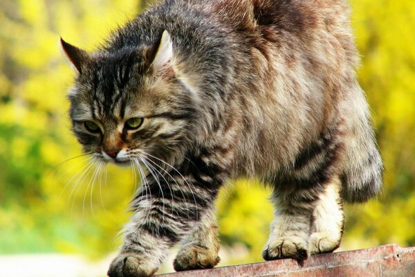 Die Katze schleicht sich, während sie die Maus aufspürt