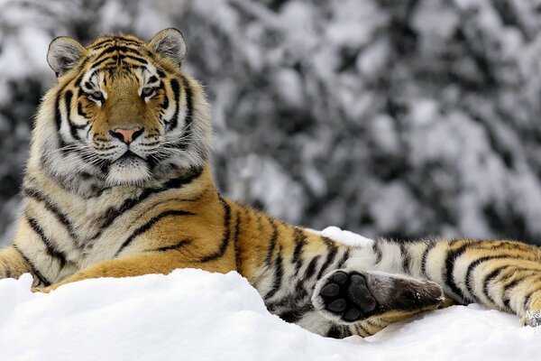 A noble tiger in a snowdrift