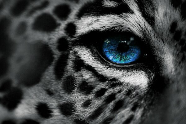 Black and white photo of a leopard with a blue eye