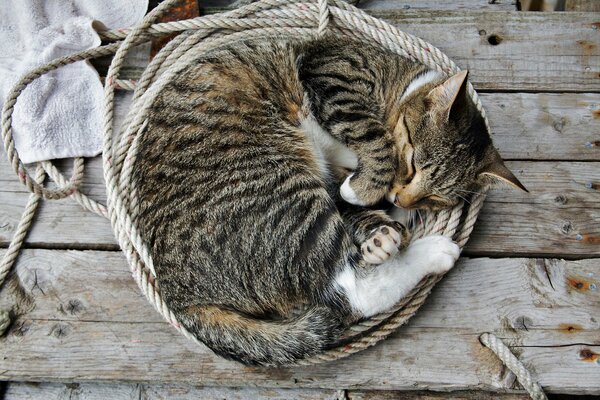 Chat rayé endormi sur une corde