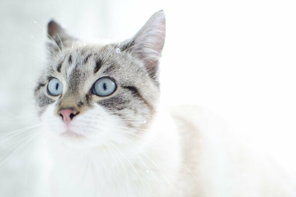 Gatto grigio con gli occhi azzurri