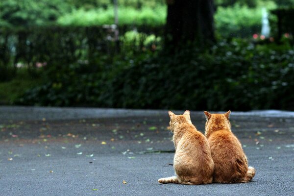 Two redheads in the middle of the road