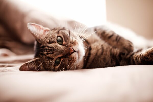 A striped cat is basking in bed