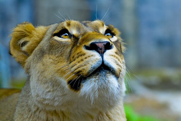 Lioness looks up close-up