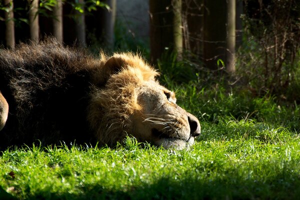 A lion basks in the sun, a lion in the rays of the sun, a lion rests on the grass