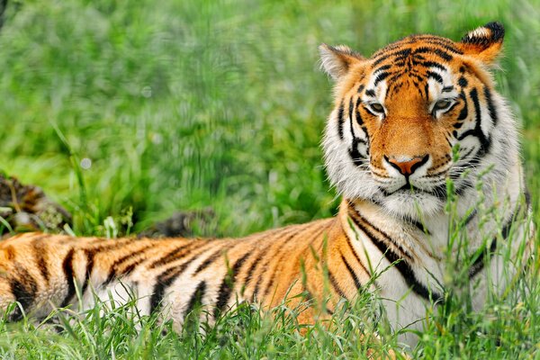 Tiger, tiger resting in the grass, predator resting