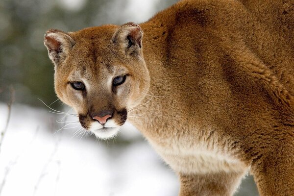 Wild cat on the background of snow