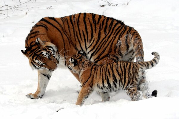 Mama ist eine Tigerin mit einem Tiger auf weißem Schnee