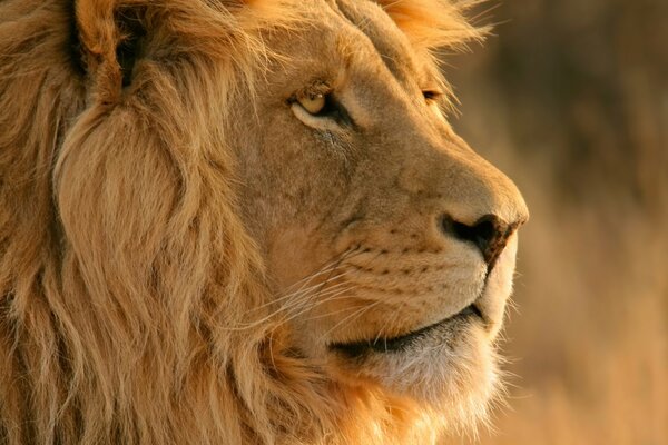 Lion avec une crinière chic regarde au loin