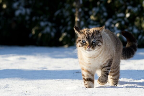 A blue-eyed cat walks in the snow