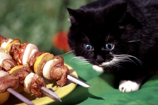 Bug-eyed kitten wants a barbecue