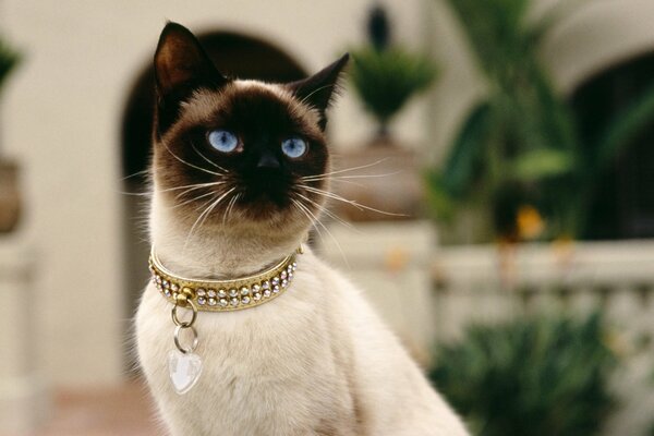 Un gato siamés con ojos azules y un collar con un corazón en el fondo de una casa de piedra blanca