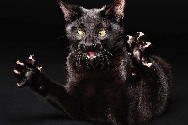 Rabid Black Cat