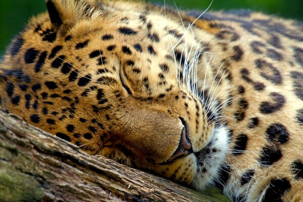 Leopardo manchado durmiendo en un árbol