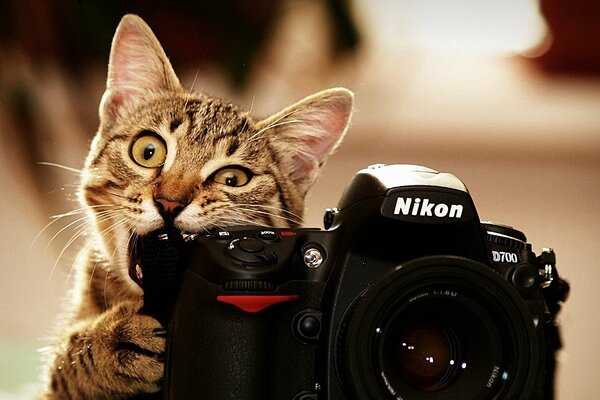 A striped cat is gnawing on a camera