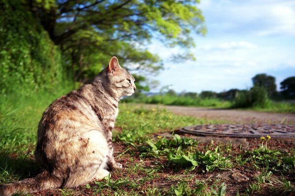 Eine sitzende Katze wärmt sich in der Sonne