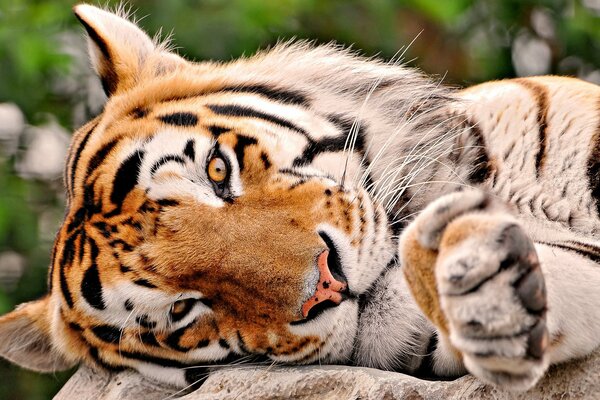 Raubtiger Tiger ruht sich aus wie ein Kätzchen