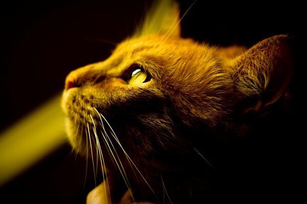 A red-haired mustachioed cat looks at the top