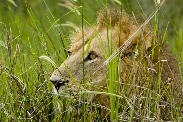 Lion au repos dans les hautes herbes