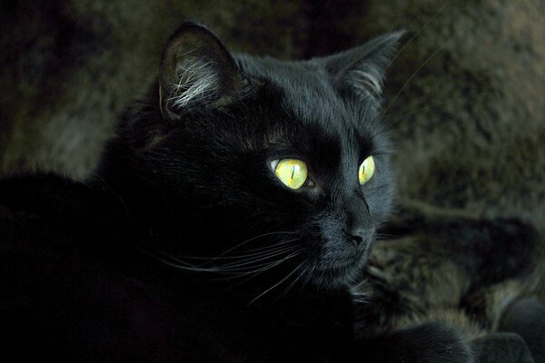 Chat noir avec des yeux verts