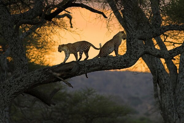 Africa cats resting on a tree