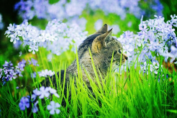 Graue Katze im Gras mit Blumen