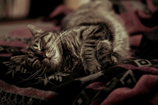 A gray cat sleeps on a warm blanket